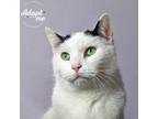 Adopt Tex a White (Mostly) Domestic Shorthair (short coat) cat in Lyons