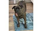 Adopt Mae a Brindle Bullmastiff / Mixed dog in St Louis, MO (40814579)