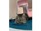 Adopt Jenny a Brown Tabby Domestic Longhair / Mixed cat in El Paso