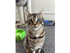 Adopt Matt a Brown Tabby American Shorthair (short coat) cat in Eureka