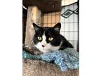 Adopt Helen a Black & White or Tuxedo American Shorthair (medium coat) cat in