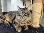 Adopt Norman a Brown Tabby Norwegian Forest Cat (long coat) cat in Eureka
