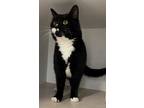 Adopt Wink a Black & White or Tuxedo Domestic Shorthair (short coat) cat in