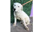 Adopt Harry* a White Retriever (Unknown Type) / Mixed dog in El Paso