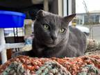 Adopt Finnegan a Gray or Blue Russian Blue (short coat) cat in Eureka
