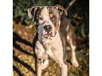 Adopt Jasper a Gray/Blue/Silver/Salt & Pepper American Pit Bull Terrier / Mixed
