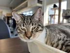 Adopt Shasta a Brown Tabby American Wirehair (short coat) cat in Eureka