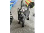Adopt Domino a All Black Bombay (short coat) cat in Eureka, CA (40813914)