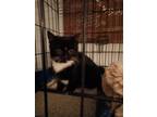 Adopt Purrty a Black & White or Tuxedo Domestic Shorthair cat in Virginia Beach