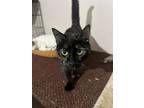 Adopt Tammy a Domestic Shorthair cat in Berea, KY (40181786)