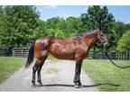 Adopt Millie a Bay Paso Fino horse in Nicholasville, KY (39478652)