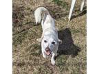 Adopt Whiskey a White Terrier (Unknown Type, Small) / Mixed dog in Idyllwild