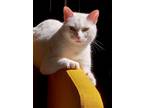 Adopt SUSHI a White American Shorthair / Mixed cat in Oakland Park