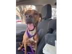 Adopt Spice a Red/Golden/Orange/Chestnut Pit Bull Terrier / Boxer / Mixed dog in