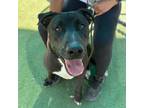Adopt 55375442 a Black Labrador Retriever / Mixed dog in El Paso, TX (40813244)