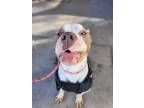 Adopt Jethro a White - with Gray or Silver Pit Bull Terrier / Mixed dog in Monte