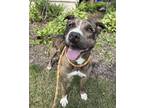 Adopt Sherman a Brindle - with White American Pit Bull Terrier / Mixed dog in