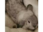 Adopt Trixie and Nala a Lop-Eared rabbit in Port St. Lucie, FL (40812858)