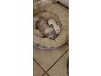 Adopt Trixie and Nala a Lop-Eared rabbit in Port St. Lucie, FL (40812858)