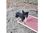 Adopt Mars a Mixed Breed (Medium) / Mixed dog in Greensboro, NC (40812697)