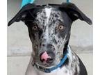 Adopt Apollo a Black - with White Catahoula Leopard Dog dog in Dallas