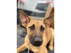 Adopt DH Daiquiri a German Shepherd Dog / Mixed dog in Wharton, TX (40462341)