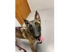 Adopt SA Heidi a Belgian Malinois / Mixed dog in Wharton, TX (38961128)