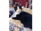 Adopt Poppy a Domestic Shorthair / Mixed (short coat) cat in Brigham City -