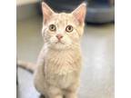 Adopt Droopy a Domestic Shorthair / Mixed cat in Rocky Mount, VA (39092395)