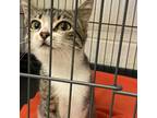 Adopt Cheeky a Domestic Shorthair / Mixed cat in Rocky Mount, VA (39102419)