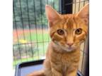 Adopt P. Sherman a Domestic Shorthair / Mixed cat in Rocky Mount, VA (39092389)