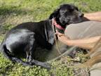 Adopt Sadie a White Labrador Retriever / Mixed dog in Caldwell, TX (40812425)