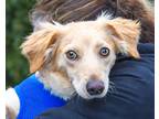 Adopt Goldie - Adoption Pending a Tan/Yellow/Fawn Dachshund dog in Kelowna