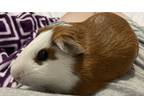 Adopt Richie a Red Guinea Pig small animal in Claymont, DE (40812330)