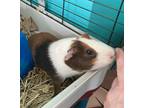 Adopt Lionel a Multi Guinea Pig small animal in Claymont, DE (40812328)