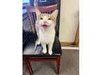 Adopt Laverne a Orange or Red (Mostly) Domestic Shorthair (short coat) cat in