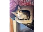 Adopt Shirley a Tan or Fawn Tabby Tabby (short coat) cat in Eureka