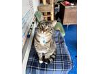 Adopt Lassen a Brown Tabby American Shorthair (short coat) cat in Eureka