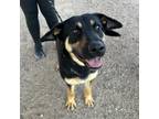Adopt Millie* a Black German Shepherd Dog / Mixed dog in El Paso, TX (40811770)