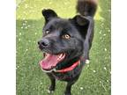 Adopt Areum a Black Jindo / Mixed dog in Ottawa, ON (40811888)