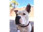 Adopt Jules a White - with Black Pit Bull Terrier / Mixed dog in Henderson