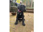 Adopt Snowdrop a Black Labrador Retriever / Mixed dog in Charlotte