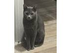 Adopt Ringo a Gray or Blue Russian Blue (medium coat) cat in Dallas