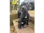 Adopt Lotus a Black Labrador Retriever / American Pit Bull Terrier / Mixed dog