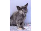 Adopt Talia a Calico or Dilute Calico Domestic Shorthair (short coat) cat in