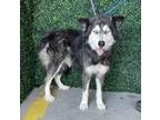 Adopt Shadow a Black Siberian Husky / Mixed dog in El Paso, TX (40811472)
