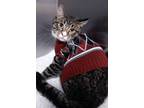 Adopt James a Gray, Blue or Silver Tabby Domestic Shorthair (short coat) cat in