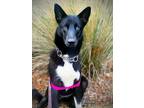 Adopt Xena a Black - with White German Shepherd Dog / Australian Cattle Dog /