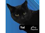 Adopt Tai a All Black Domestic Shorthair (short coat) cat in Dallas