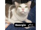 Adopt Georgie a White (Mostly) Domestic Shorthair (short coat) cat in Dallas